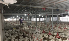 Giá gà rớt thê thảm 11.000 đồng/kg