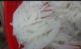 Dân Hà Nội săn mua cá sông Đà 'thân trắng tinh, mềm như bún' 