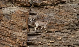 Đàn cừu leo dọc vách đá dựng đứng trên dãy Himalaya