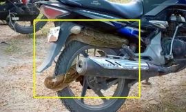 Trăn 'khổng lồ' cuộn tròn vào bánh sau xe máy ở Ấn Độ