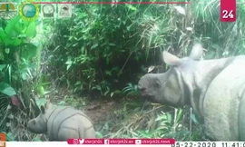 Tê giác cực kỳ nguy cấp chào đời trên đảo Java