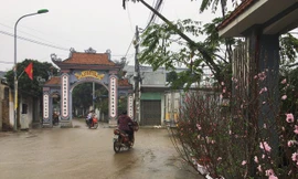 Hình ảnh người Đồng Tâm trưng đào, quất cảnh đón Tết