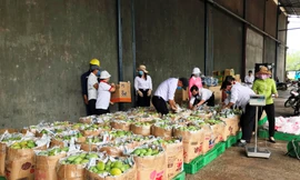 Hơn 2 tấn xoài được Vedan Việt Nam thu mua từ người nông dân huyện Vĩnh Cửu tỉnh Đồng Nai.