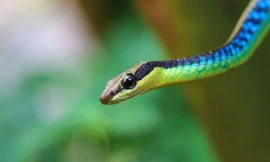 Loài rắn cây 'quăng mình như khỉ', nhảy từ cây này sang cây khác