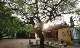 Ngắm 9 siêu cây 'đại cổ trường sinh' được xem như báu vật tại ngoại thành Hà Nội