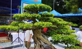 'Siêu cây' trăm tuổi được định giá cả triệu USD