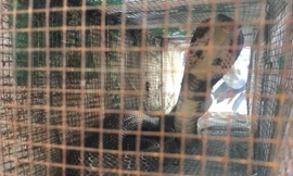 Rắn độc liên tục bủa vậy chung cư Xuân Mai Complex