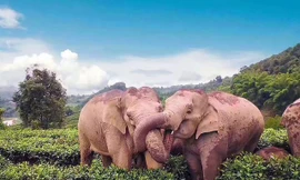 Voi lẻn vào làng uống trộm rượu rồi say xỉn ngủ giữa vườn chè