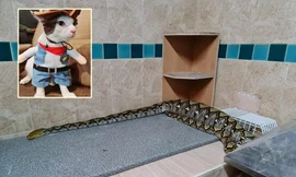 Đi tìm mèo cưng, bé gái chạm trán quái thú khổng lồ ngay trong bếp 