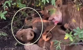 Rợn người cảnh sư tử mẹ ăn thịt con mình để tồn tại