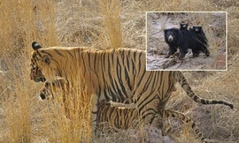 Thấy vợ chồng hổ vằn ân ái, gấu mẹ bực bội hét lên 'có trẻ con đây này'