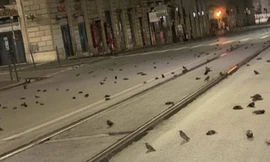 Điềm gở đầu năm: Dân Ý hoảng hốt vì ‘cơn mưa’ xác chim trong đêm giao thừa