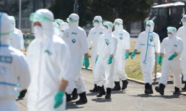 Nhật Bản hết đất chôn gà vì cúm gia cầm lan rộng