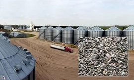 Mỹ: Nữ công nhân chết chìm trong hạt hướng dương