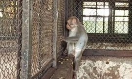 2 con khỉ quậy, bắt gà, trộm trứng ở Củ Chi