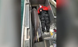 Con cá tầm 100 tuổi trên sông Detroit. Ảnh: CNN