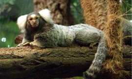 Cận cảnh khuôn mặt giống người của khỉ đuôi sóc.