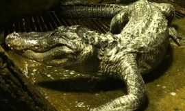 Cá sấu Saturn. Ảnh: Vườn thú Moscow