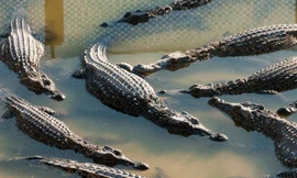 Hơn 70 con cá sấu xổng chuồng vì lũ lụt ở Trung Quốc