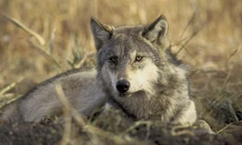 Sói hoang quanh nhà máy Chernobyl phát triển gien chống ung thư