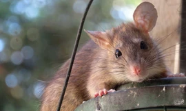 Ảnh minh hoạ: Sputnik