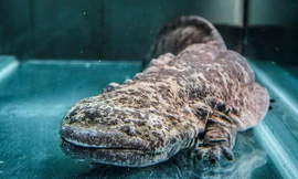 Trung Quốc thả 3.000 con kỳ giông khổng lồ vào thiên nhiên