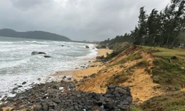 Quảng Ngãi chỉ đạo kiểm tra tình hình sạt lở nghiêm trọng bờ biển