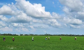 Lãnh đạo Bộ Nông nghiệp cảnh báo thị trường tín chỉ carbon đang 'rất phức tạp'