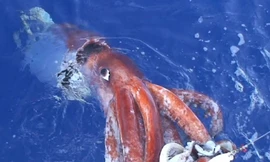 Mực khổng lồ. Ảnh: AP