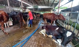 Loài vật từng 'vắt ra tiền' nay thành gánh nặng của người nuôi