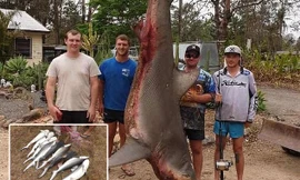 Bắt được cá mập bò trên sông, bất ngờ phát hiện 9 cá con trong bụng