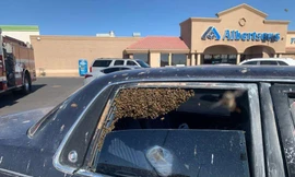 Đàn ong đậu kín băng ghế sau. Ảnh: NYTimes