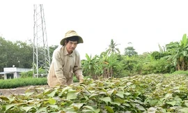  Trồng loại rau dân gian làm thuốc hen suyễn cả ngàn năm nay, dân Bình Phước cứ bán là hết sạch