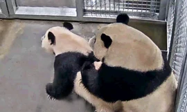 Ảnh: Facebook sở thú Ouwehands Dierenpark 