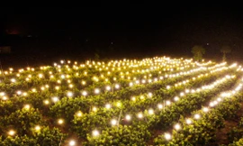 Trồng nhãn trái vụ, bí quyết để nông dân Bà Rịa-Vũng Tàu trúng lớn