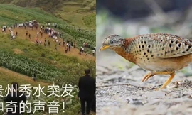 Đổ xô lên núi vì 'tiếng rồng khóc', ngàn người té ngửa khi thấy một con chim