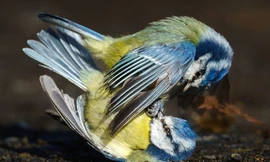 Sẻ ngô trống chiến đấu cực gắt tranh giành lãnh thổ