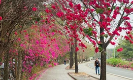 Con đường hoa giấy đẹp như phim ở TPHCM gây sốt mạng