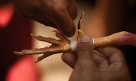 Gà chọi được gắn cựa sắt. Ảnh minh họa