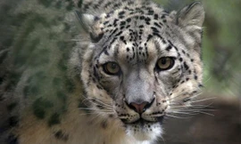 Con báo tuyết cái NeeCee ở Sở thú Louisville mắc COVID-19. Ảnh: CNN