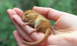 Ảnh minh họa: Independent