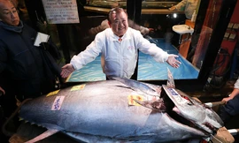 Tận thấy con cá ngừ vây xanh nặng 276kg, giá hơn 41 tỉ đồng