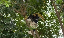 Chim hồng hoàng quý hiếm xuất hiện trong khu dân cư ở Biên Hòa