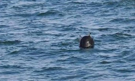 Thổ Nhĩ Kỳ, Romania liên tiếp phát hiện thuỷ lôi trôi dạt trên Biển Đen