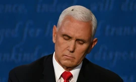 Ruồi đậu trên tóc Phó Tổng thống Mike Pence. Ảnh: Getty