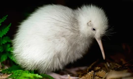 Cá thể kiwi cái Manukura. Ảnh: Getty