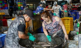 Bên trong chợ cá lớn nhất TPHCM trước ngày vía Thần tài