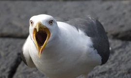 Chim mòng biển. Ảnh minh họa