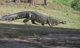 Tài xế chết thảm vì đâm trúng cá sấu dài 3m nằm giữa đường