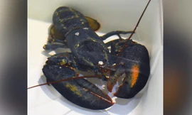 Con tôm hùm xanh được phát hiện ở bang Ohio. Ảnh: CNN 